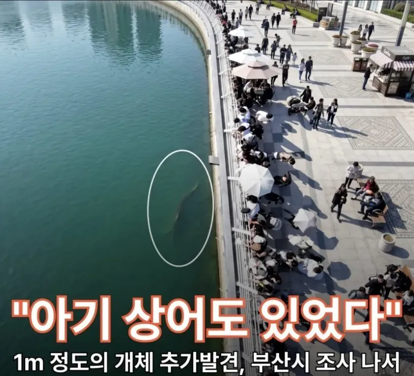 17918832668614.webp